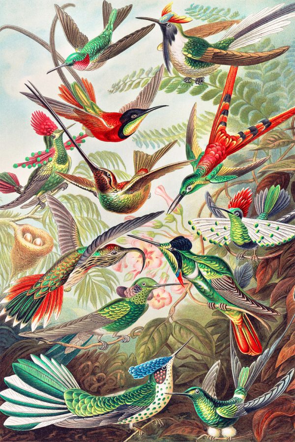 Hummingbirds by Ernst Haeckel Gallery Print