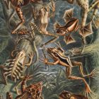 Frogs by Ernst Haeckel Gallery Print