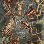 Frogs by Ernst Haeckel Gallery Print
