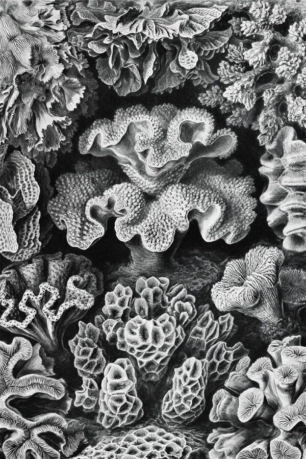 Six-rayed star coral by Ernst Haeckel Gallery Print