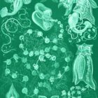 Staatsquallen by Ernst Haeckel Gallery Print