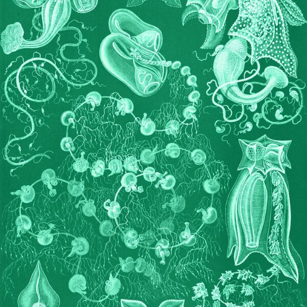 State jellyfish by Ernst Haeckel Gallery Print