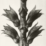 Art print False Dragonhead on canvas by Karl Blossfeldt