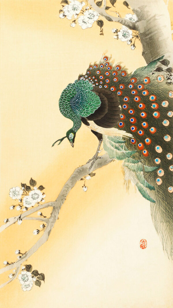 Peacock on a cherry blossom tree by Ohara Koson Premium Canvas Art Print