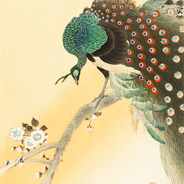 Peacock on a cherry blossom tree by Ohara Koson Kunstdruck Premium auf Leinwand