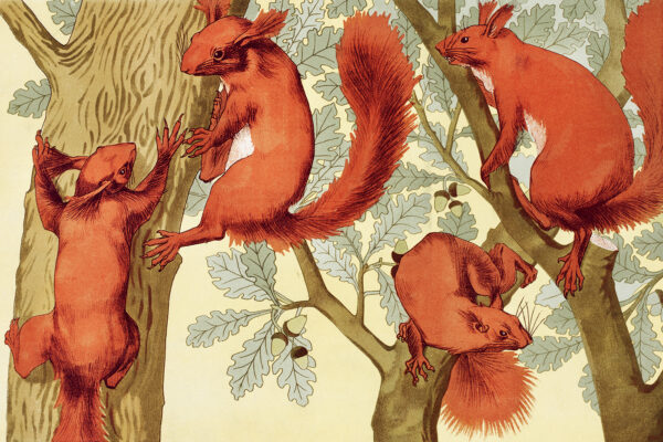Écureuils canvas print
