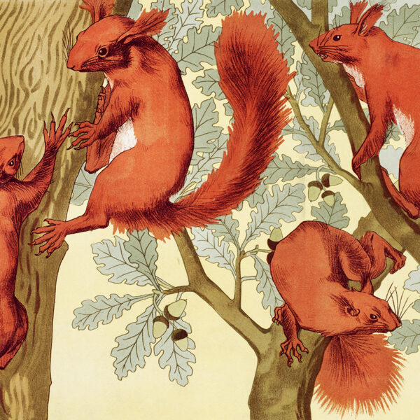 Écureuils canvas print