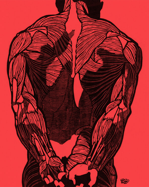Anatomical study of back muscles - red canvas print Reijer Stolk