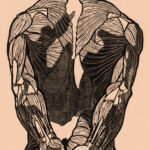 Anatomical study of back muscles - cream - Leinwand Druck Reijer Stolk