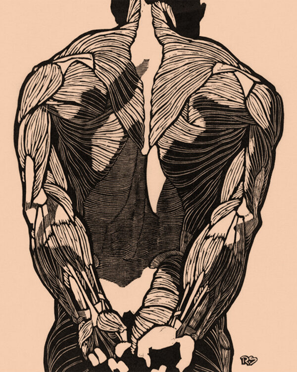 Anatomical study of back muscles - cream - Leinwand Druck Reijer Stolk