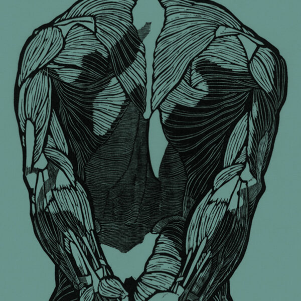 Anatomical study of back muscles - green - Leinwand Druck Reijer Stolk