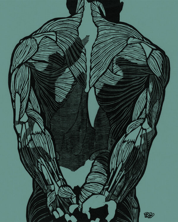 Anatomical study of back muscles - green - Leinwand Druck Reijer Stolk